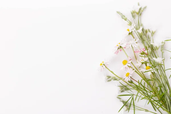 Květinový vzor s barevnými květy sedmikrásky, zelené listy, bylinky na bílém pozadí. Byt ležel, horní pohled. — Stock fotografie