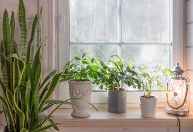 Biyofili tasarımı, biyofilik iç mimari, Sansevieria ve İskandinav tarzı ahşap bir evin pencere eşiğindeki kapalı bitkiler.