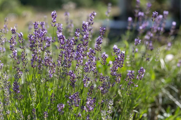 Flores de lavanda iluminadas por la luz del sol. Enfoque selectivo en flor de lavanda —  Fotos de Stock