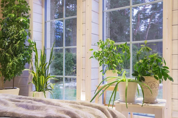 Biophilie-Design, biophiles Interieur, Sansevieria und Zimmerpflanzen auf der Fensterbank eines Holzhauses im skandinavischen Stil — Stockfoto