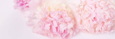 Romantik pankart, narin beyaz şakayık çiçekleri. Güzel kokulu pembe yapraklar.