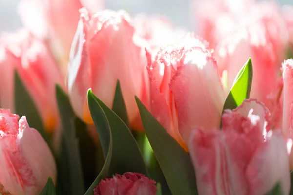 Bouquet de printemps. beau grand bouquet de tulipes roses, journée ensoleillée — Photo