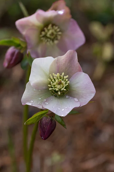 Blooming flowers hellebore in a sunny day, also known as Christmas or Lenten rose. — Stock Photo, Image