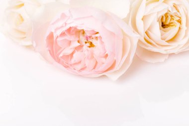 Beyaz arka planda güzel pembe soluk güller