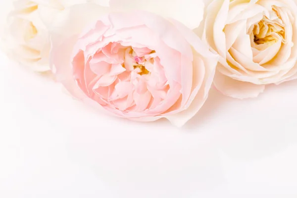Hermosas rosas rosadas pálidas sobre fondo blanco —  Fotos de Stock
