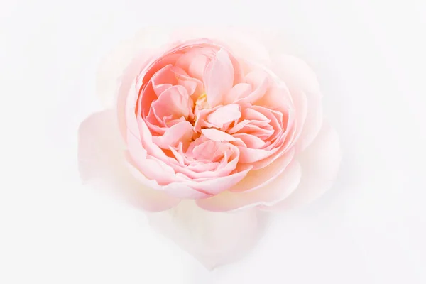 Beautiful single pink rose on white background — Stock Photo, Image