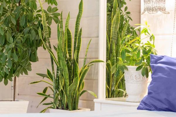 Біофільний дизайн і рослини. Скандинавський стиль спальні інтер'єр в модних кольорах 2022 року — стокове фото
