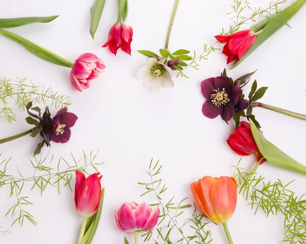 Květinový rám z růžových a fialových tulipánů a hellebore na bílém pozadí. Byt ležel, horní pohled — Stock fotografie