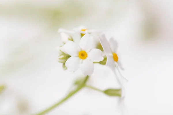 Fechar a primavera delicado esquecer-me-não flores, fundo festivo — Fotografia de Stock