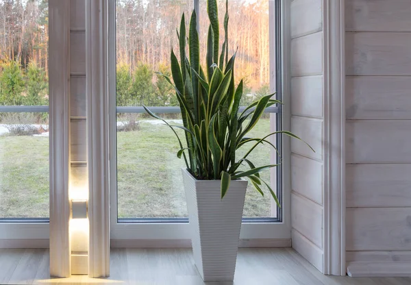 Biophilia design, biophilic interior, Sansevieria on the window sill of a Scandinavian style wooden house — стоковое фото
