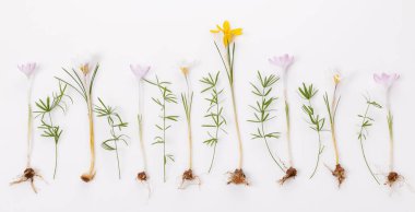 Şenlikli bahar sınırı, beyaz arka planda ilk bahar çiçeği tarlası..