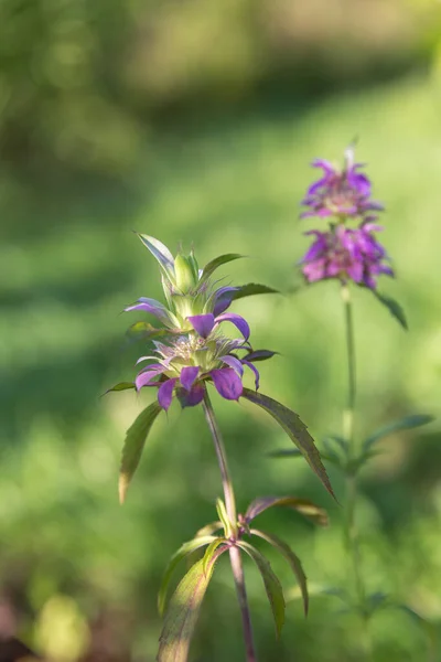 Lemon Beebalm, also known as Horsemint, lemon mint, purple horsemint, lat. Monarda citriodora.