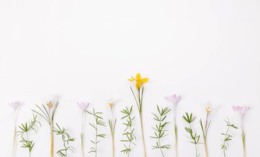 Şenlikli bahar sınırı, beyaz arka planda ilk bahar çiçeği tarlası..