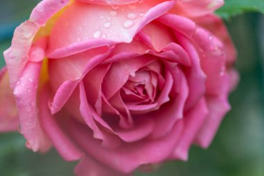 Koyu yeşil arka planda pembe bir gülü yakından çek. Yüksek kalite fotoğraf