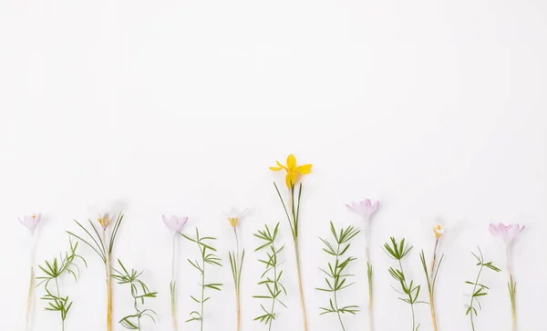 Feestelijke voorjaarsgrens, eerste lentebloemenkrokus op witte achtergrond. — Stockfoto