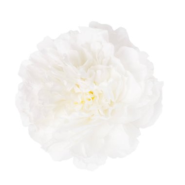 Beyaz arka plan üzerinde izole hassas beyaz Şakayık