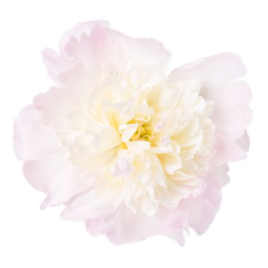 Beyaz arka planda izole narin pembe şakayık