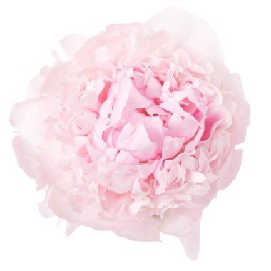 Beyaz arka planda izole narin pembe şakayık