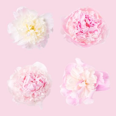 Hassas pembe şakayık pembe arka planda izole