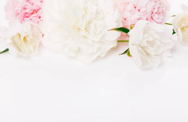 Романтический баннер, нежные белые пионы цветы крупным планом. Ароматные розовые лепестки — стоковое фото