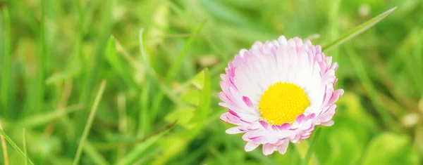 Beautiful summer natural background with yellow white flowers daisies. Ultra-wide panoramic landscape — Stock Photo, Image