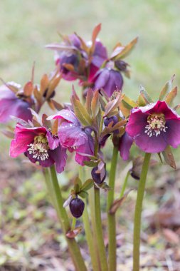 Blooming flowers hellebore in a sunny day, also known as Christmas or Lenten rose. Helleborus Double Ellen Purple.