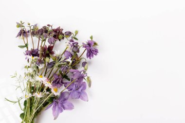 Renkli papatya çiçekleri, yeşil yapraklar, beyaz arka planda bitkiler. Düz yatış, üst görünüm.