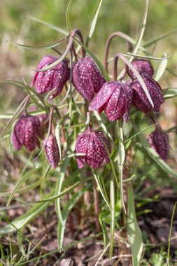 Mor renkli bir yılanın başını yakın, bahar bahçesinde Fritillaria meleagris.