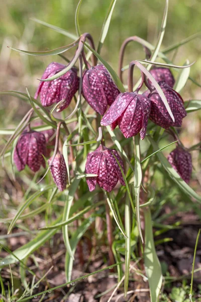 Close up of a purple colored snakes head flower, Fritillaria meleagris in spring garden. — Stock Photo, Image