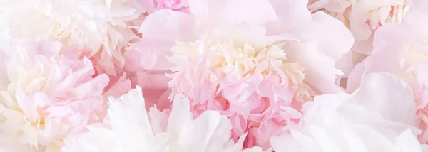 Romantyczny sztandar, delikatne białe piwonie z bliska. Pachnące różowe płatki — Zdjęcie stockowe