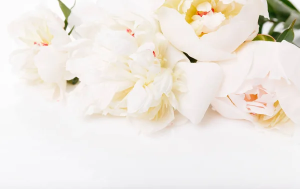 Bandera romántica, delicadas flores de peonías blancas de cerca. Pétalos rosados fragantes —  Fotos de Stock