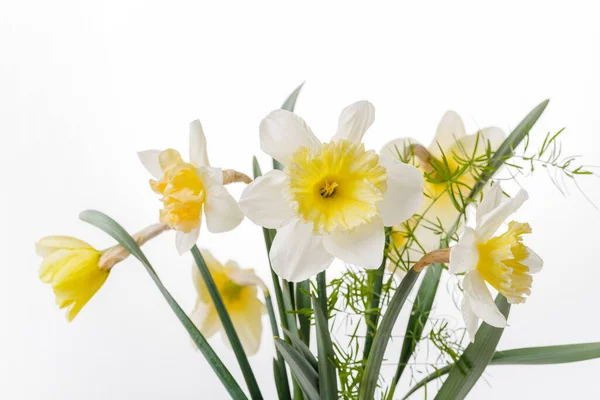 Pretty yellow daffodils on white background isolated — Stock Photo, Image