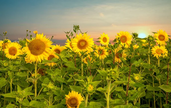 Field of sunflowers — Stock Photo, Image