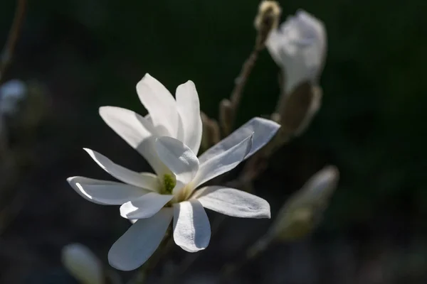Magnolia stellata flor. Flor blanca estrella magnolia florecen en el árbol de Magnolia. Árbol con flores en el jardín, de cerca. —  Fotos de Stock