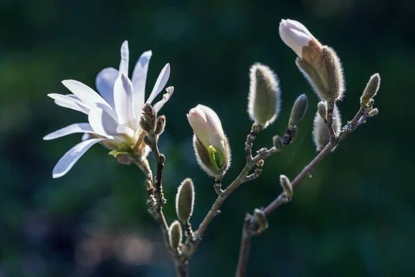 Magnolia stellata flor. Flor blanca estrella magnolia florecen en el árbol de Magnolia. Árbol con flores en el jardín, de cerca. —  Fotos de Stock