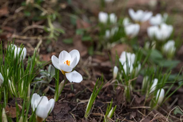 Cruces de primavera blanca en la madrugada al aire libre. Las primeras flores de primavera sobre el telón de fondo del follaje periwinkle. —  Fotos de Stock
