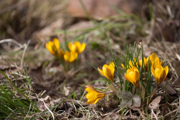 Cruces amarillos de primavera en la madrugada al aire libre. Las primeras flores de primavera sobre el telón de fondo del follaje periwinkle. —  Fotos de Stock