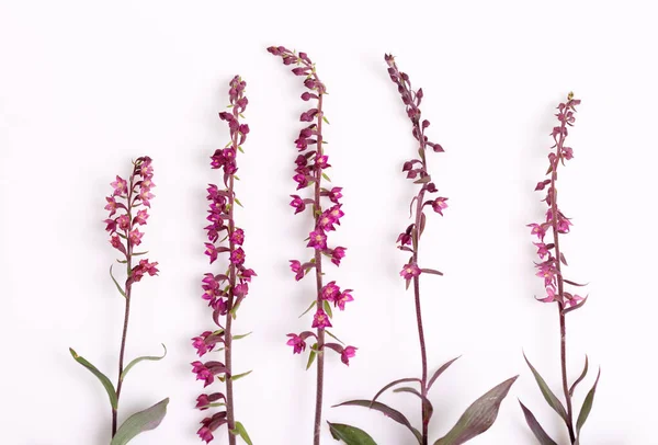 Uppsättning vackra wild orchid blommor, isolerad på vit — Stockfoto
