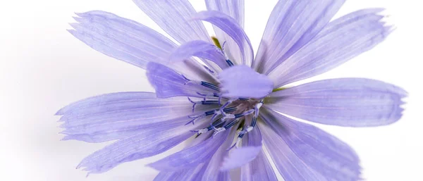 Fleur bleue chicorée gros plan sur fond blanc — Photo