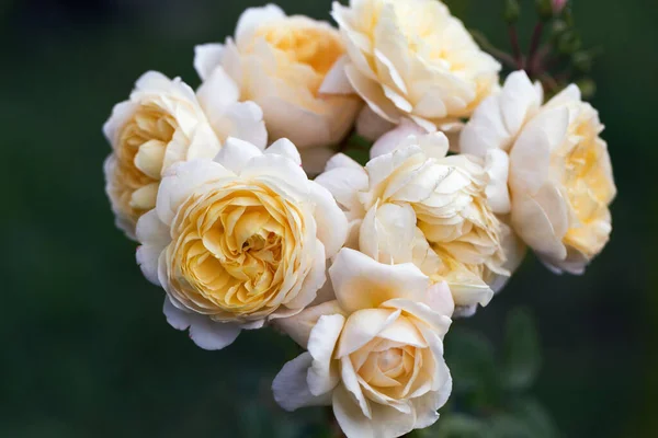 Delicadas rosas de color amarillo crema en plena floración en el jardín. Fotografía de cerca. Fondo verde oscuro. Concepto de jardín. — Foto de Stock