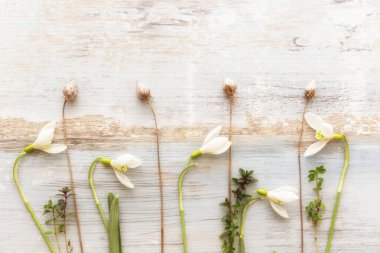 İlkbahar çiçekleri, kardelen, çiçek aranjmanları.
