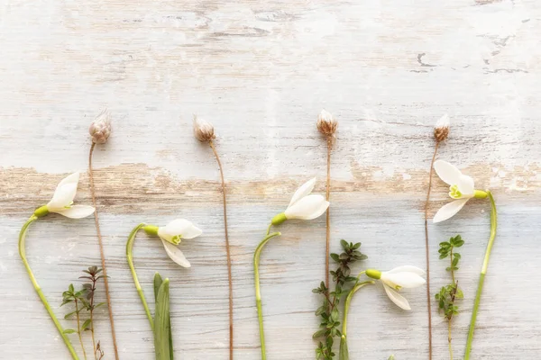 İlkbahar çiçekleri, kardelen, çiçek aranjmanları.