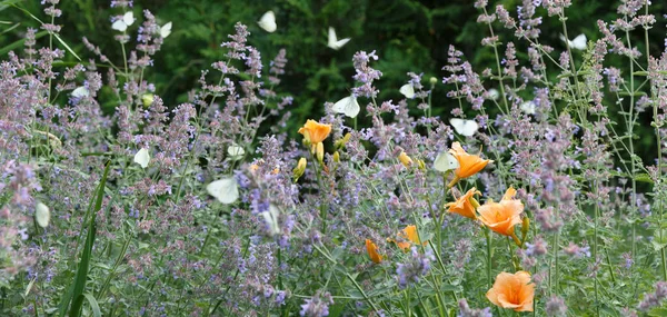 Catmint Nepeta six hills giant flowers in a garden, lots of white butterflies on flowers — Stock Photo, Image
