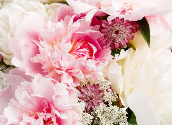 Bandera romántica, delicadas flores de peonías blancas de cerca. Pétalos rosados fragantes —  Fotos de Stock