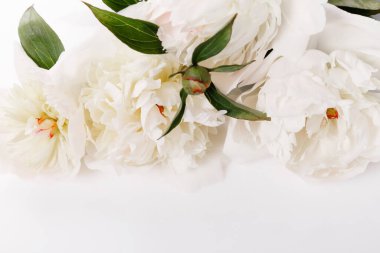 Romantik pankart, narin beyaz şakayık çiçekleri. Güzel kokulu pembe yapraklar.