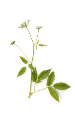 Aegopodyum podagraria beyaz zemin üzerinde izole