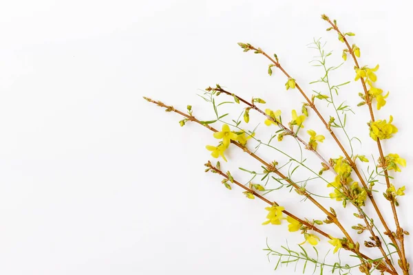 Forsythia větve pokryté žlutými květy. Minimální koncepce — Stock fotografie