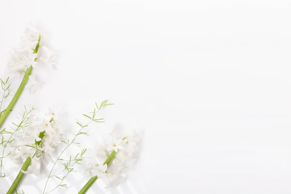 白色的风信子花，白色背景，夏季花卉排列 — 图库照片