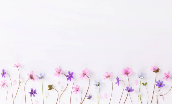 Delicadas pequeñas flores silvestres en rosa, azul, púrpura sobre un fondo blanco — Foto de Stock
