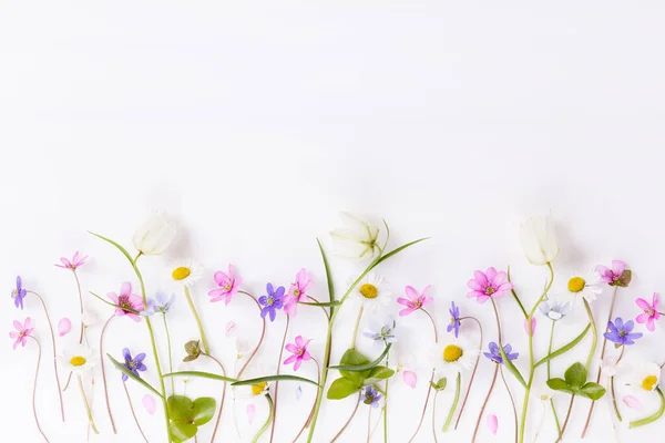 Delicate small wildflowers in pink, blue, purple on a white background — Foto de Stock